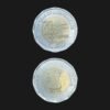 India 20 Rupees (75th Year of Independence / Azadi Ka Amrit Mahotsav / Mumbai Mint / 2024) Coin